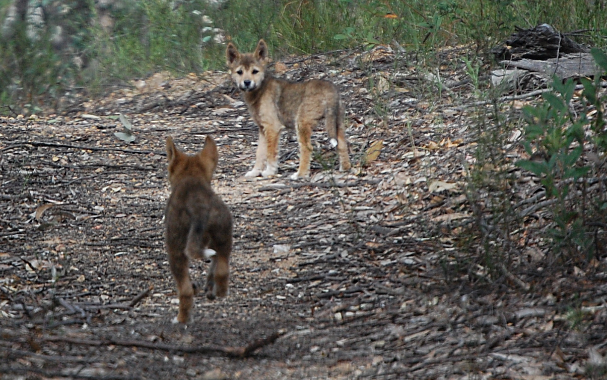Dingo pups on the Merrijig Track, Bullumwaal, Victoria,