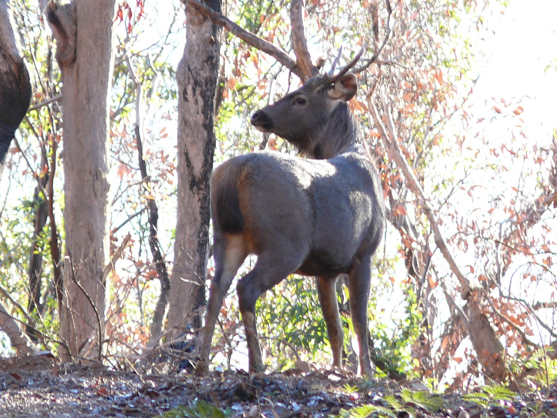 Stag blocks the road, McMillans track, above Talbotville, Victoria