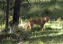 Wild dog alongside the Dargo Road at castleburn, Victoria